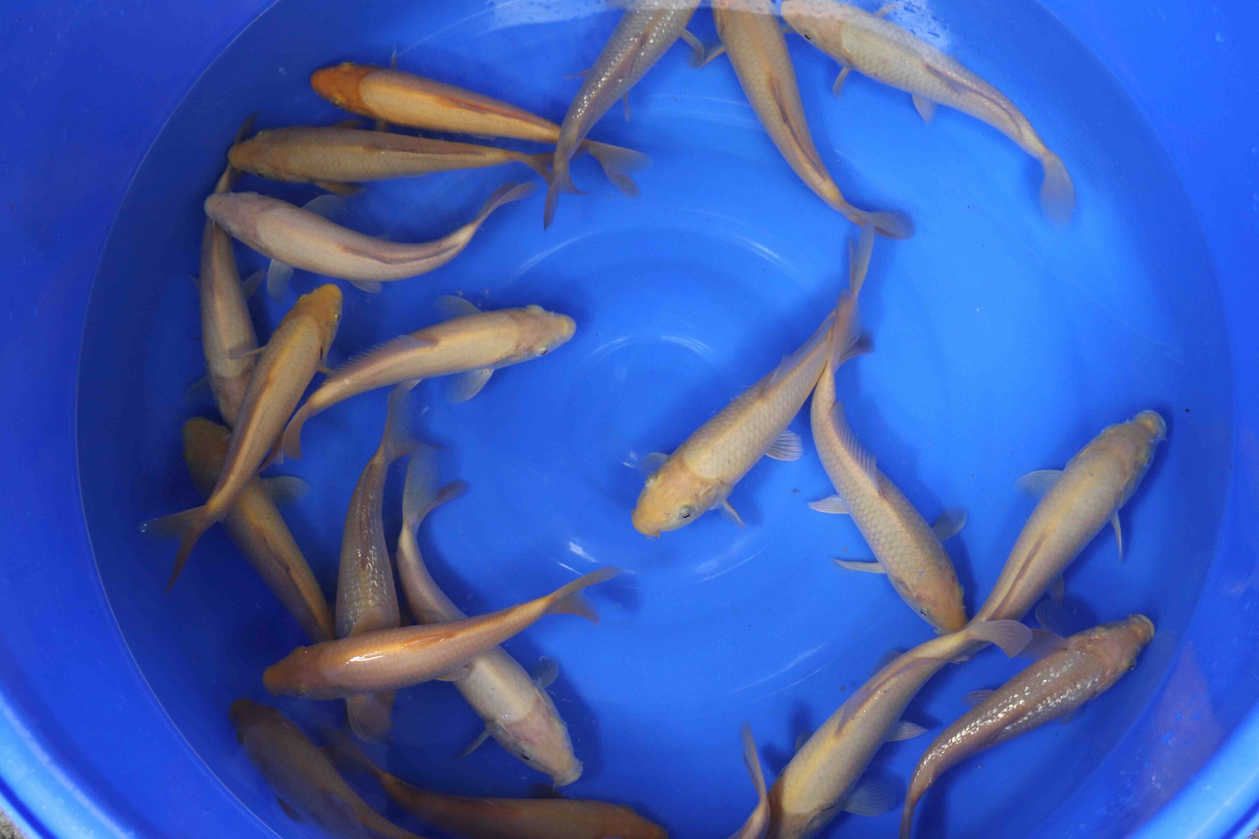 XL editie karashigoi, chagoi en ginrin karashigoi ginrin chagoi 25-29 cm