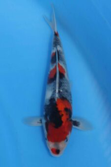 Tategoi female tosai SVHQ++ Ueno showa