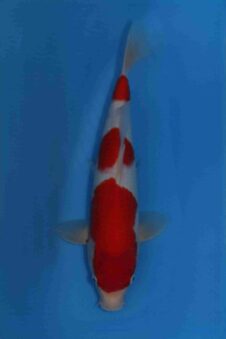 Kohaku Matsue female jumbo tosai SVHQ+